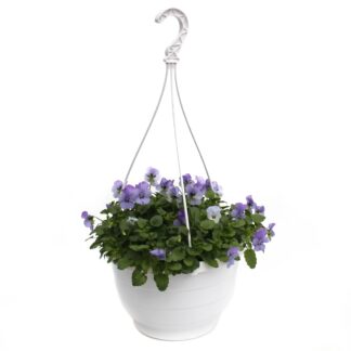 Viola cornuta Ampel blau