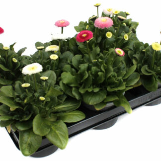 Bellis perennis Mix