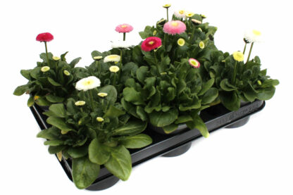 Bellis perennis Mix