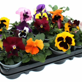 Viola wittrockinana 'Frizzle Sizzle'