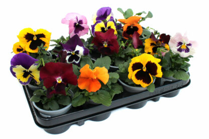 Viola wittrockinana 'Frizzle Sizzle'