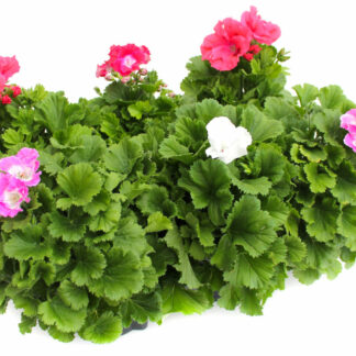 Pelargonium grandiflorum Mix