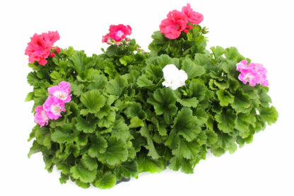 Pelargonium grandiflorum Mix