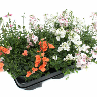 Diascia-Hybriden Mix