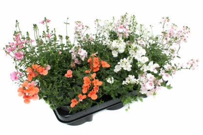 Diascia-Hybriden Mix