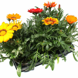 Gazania x rigens