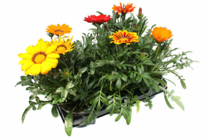 Gazania x rigens