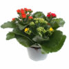 Kalanchoe blossfeldiana Trio