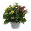 Kalanchoe blossfeldiana Trio