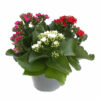 Kalanchoe blossfeldiana Trio