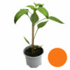Paprika orange