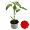 Paprika rot