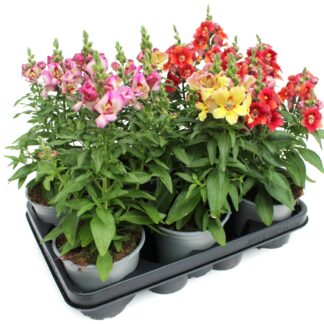 Antirrhinum majus Mix