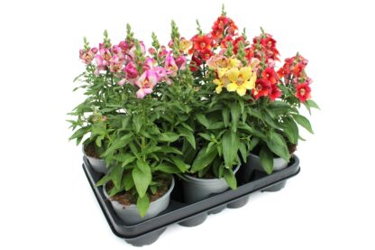 Antirrhinum majus Mix