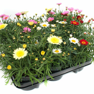 Argyranthemum fructescens