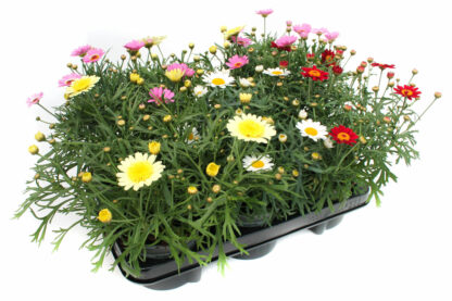 Argyranthemum fructescens