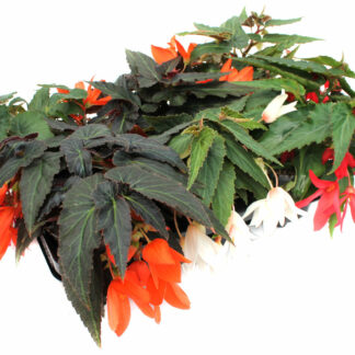 Begonia boliviensis