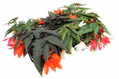 Begonia boliviensis