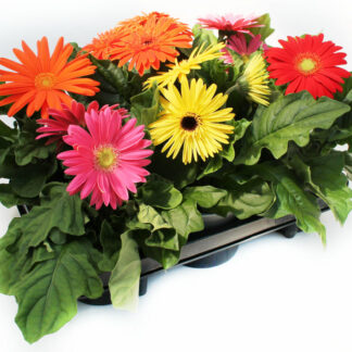 Gerbera jamesonii Mix