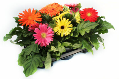 Gerbera jamesonii Mix