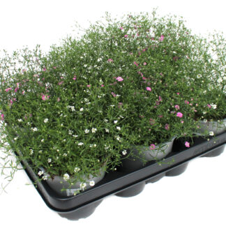 Gypsophila muralis