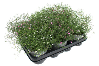 Gypsophila muralis