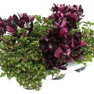 Alternanthera Mix