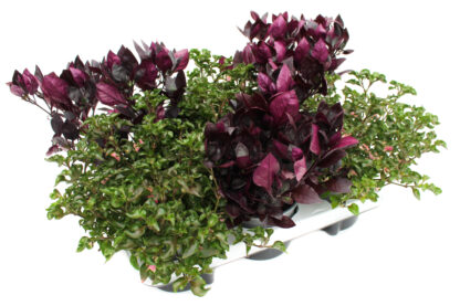 Alternanthera Mix