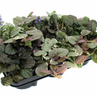 Ajuga reptans Mix