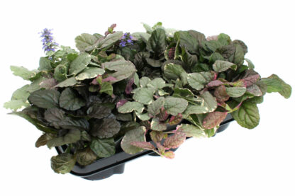 Ajuga reptans Mix