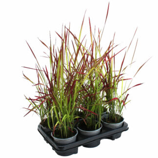 Imperata cylindrica 'Red Baron'