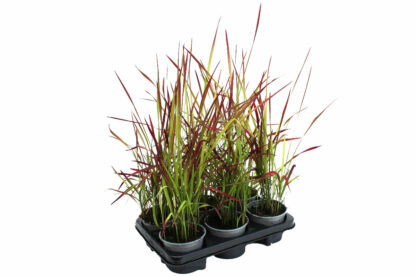 Imperata cylindrica 'Red Baron'