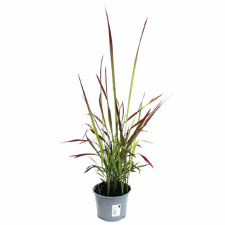 Imperata cylindrica 'Red Baron'