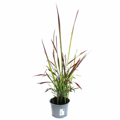 Imperata cylindrica 'Red Baron'