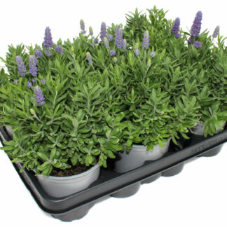 Lavandula angustifolia