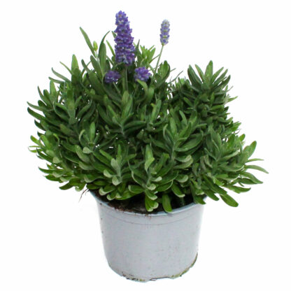 Lavandula angustifolia