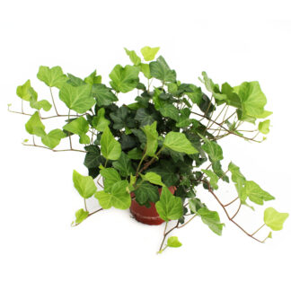 Hedera helix grün