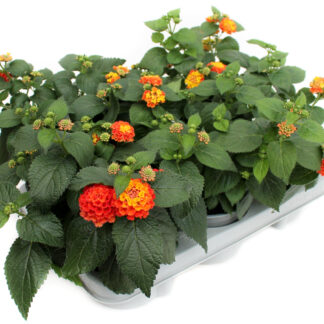 Lantana camara