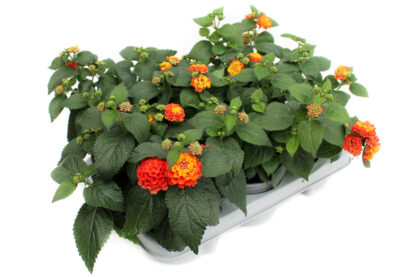 Lantana camara