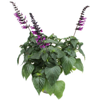 Salvia guaranitica