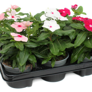 Catharanthus roseus Mix