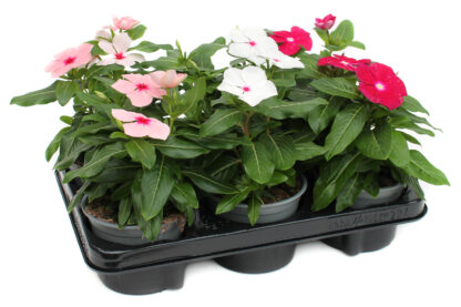 Catharanthus roseus Mix