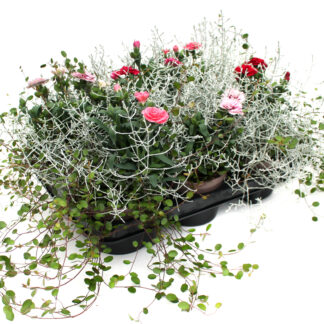 Herbstmix Gattungsmix, Muehlenbeckia, Dianthus, Calocephalus